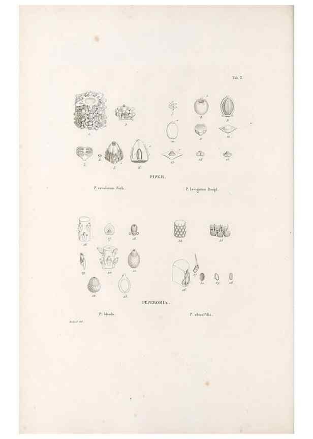 Reproducción/Reproduction 49521558632: Nova genera et species plantarum :. Antverpiae :Ex officina Christophori Plantini ...,1576.. 