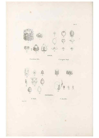 Reproducción/Reproduction 49521558632: Nova genera et species plantarum :. Antverpiae :Ex officina Christophori Plantini ...,1576.. 