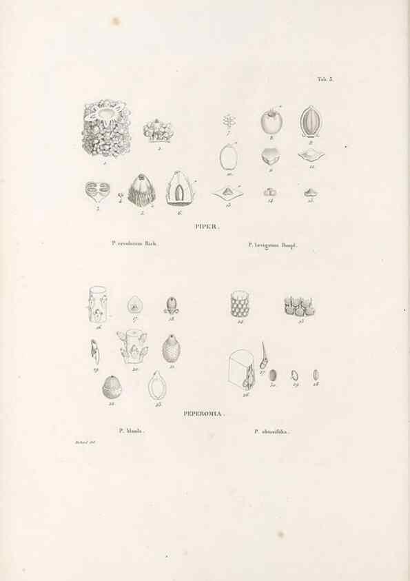 Reproducción/Reproduction 49521558632: Nova genera et species plantarum :. Antverpiae :Ex officina Christophori Plantini ...,1576.. 