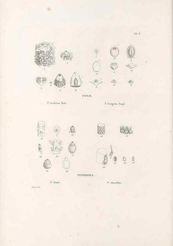 Reproducción/Reproduction 49521558632: Nova genera et species plantarum :. Antverpiae :Ex officina Christophori Plantini ...,1576.. 