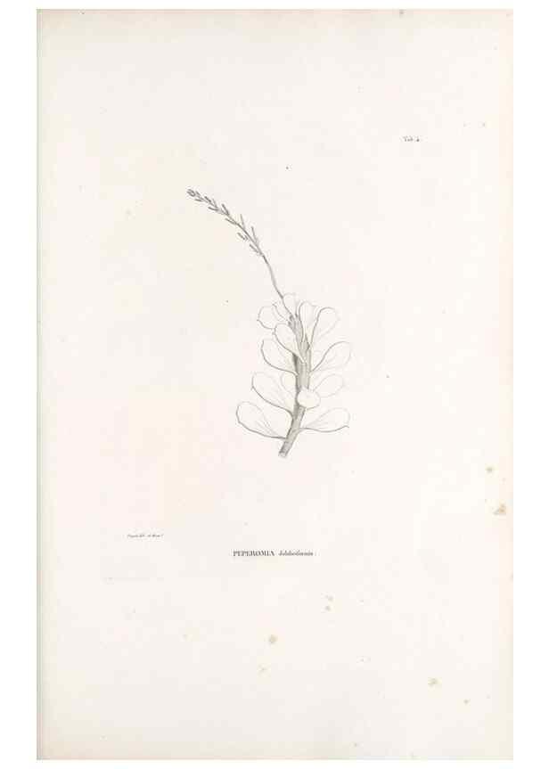 Reproducción/Reproduction 49521347346: Nova genera et species plantarum :. Antverpiae :Ex officina Christophori Plantini ...,1576.. 