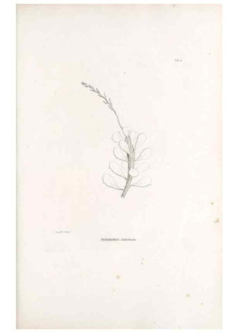 Reproducción/Reproduction 49521347346: Nova genera et species plantarum :. Antverpiae :Ex officina Christophori Plantini ...,1576.. 