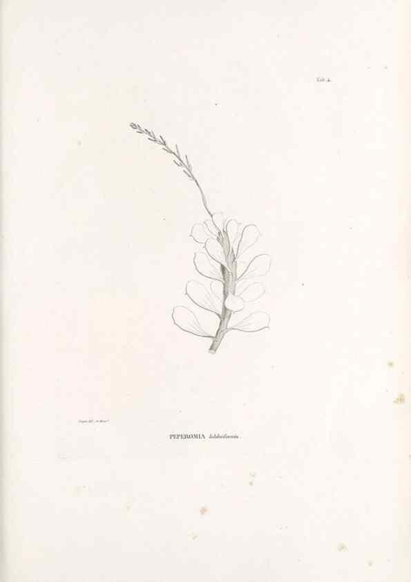 Reproducción/Reproduction 49521347346: Nova genera et species plantarum :. Antverpiae :Ex officina Christophori Plantini ...,1576.. 