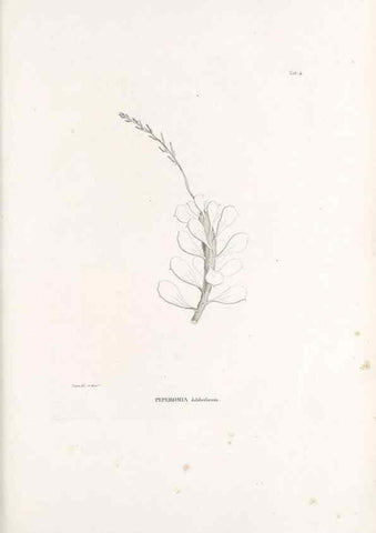Reproducción/Reproduction 49521347346: Nova genera et species plantarum :. Antverpiae :Ex officina Christophori Plantini ...,1576.. 