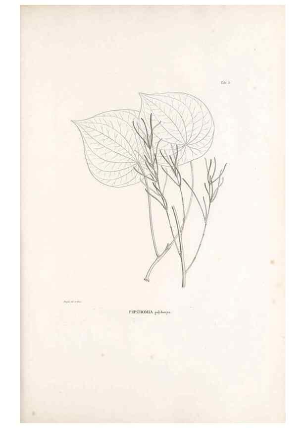 Reproducción/Reproduction 49521559297: Nova genera et species plantarum :. Antverpiae :Ex officina Christophori Plantini ...,1576.. 
