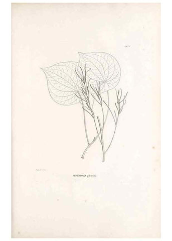 Reproducción/Reproduction 49521559297: Nova genera et species plantarum :. Antverpiae :Ex officina Christophori Plantini ...,1576.. 