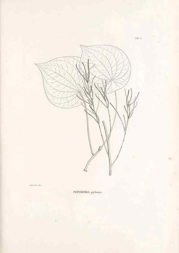 Reproducción/Reproduction 49521559297: Nova genera et species plantarum :. Antverpiae :Ex officina Christophori Plantini ...,1576.. 