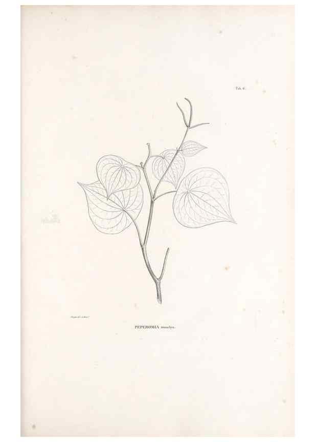 Reproducción/Reproduction 49521348051: Nova genera et species plantarum :. Antverpiae :Ex officina Christophori Plantini ...,1576.. 
