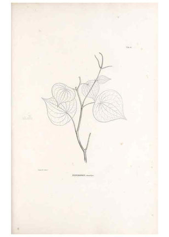 Reproducción/Reproduction 49521348051: Nova genera et species plantarum :. Antverpiae :Ex officina Christophori Plantini ...,1576.. 