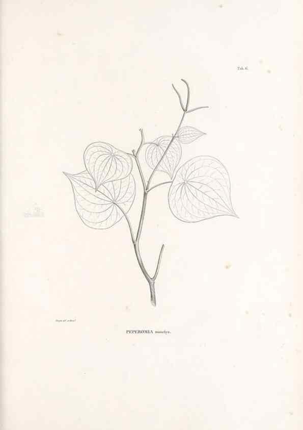 Reproducción/Reproduction 49521348051: Nova genera et species plantarum :. Antverpiae :Ex officina Christophori Plantini ...,1576.. 