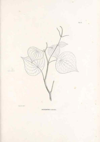 Reproducción/Reproduction 49521348051: Nova genera et species plantarum :. Antverpiae :Ex officina Christophori Plantini ...,1576.. 