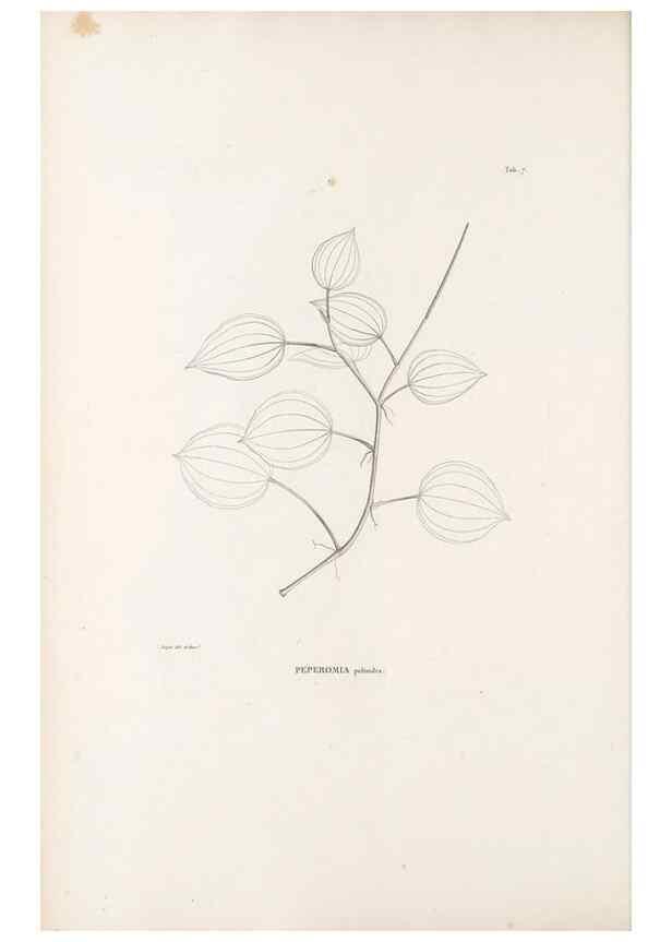 Reproducción/Reproduction 49520824613: Nova genera et species plantarum :. Antverpiae :Ex officina Christophori Plantini ...,1576.. 