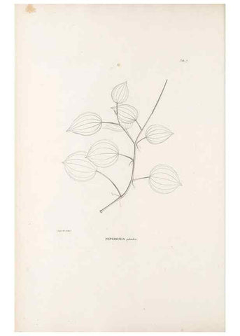 Reproducción/Reproduction 49520824613: Nova genera et species plantarum :. Antverpiae :Ex officina Christophori Plantini ...,1576.. 