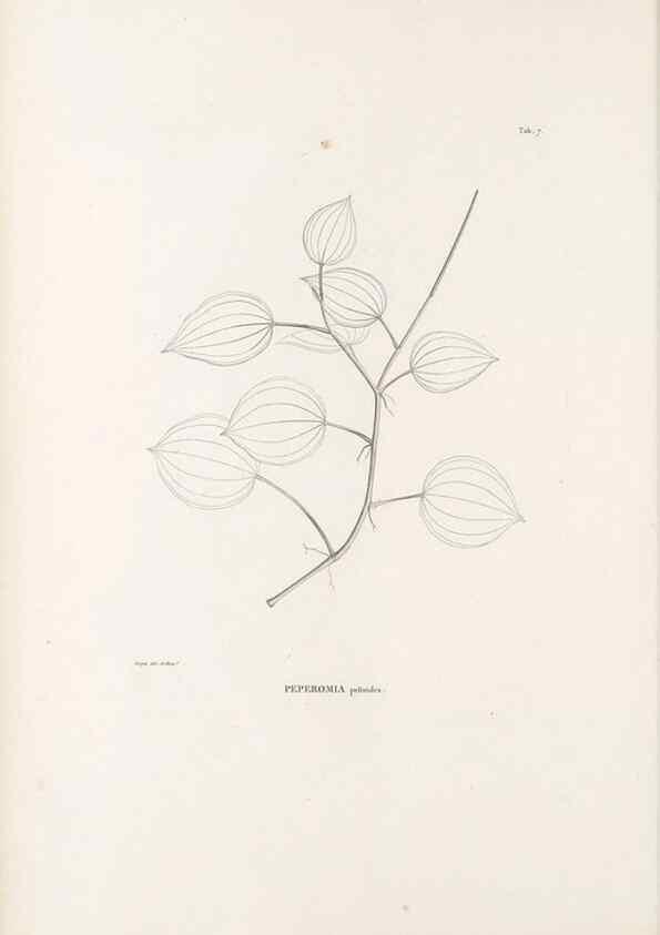 Reproducción/Reproduction 49520824613: Nova genera et species plantarum :. Antverpiae :Ex officina Christophori Plantini ...,1576.. 