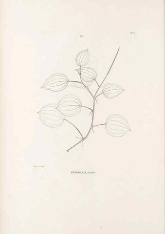 Reproducción/Reproduction 49520824613: Nova genera et species plantarum :. Antverpiae :Ex officina Christophori Plantini ...,1576.. 