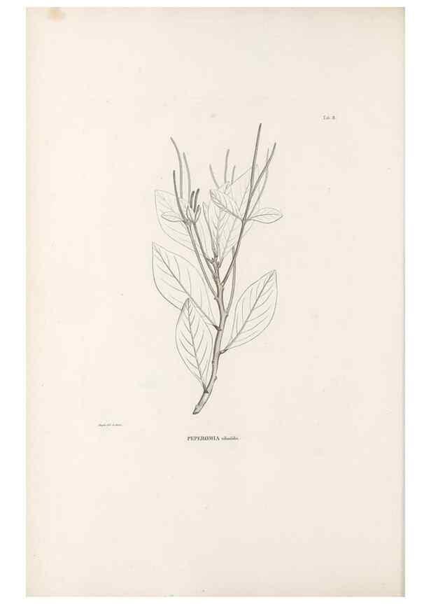 Reproducción/Reproduction 49521560327: Nova genera et species plantarum :. Antverpiae :Ex officina Christophori Plantini ...,1576.. 