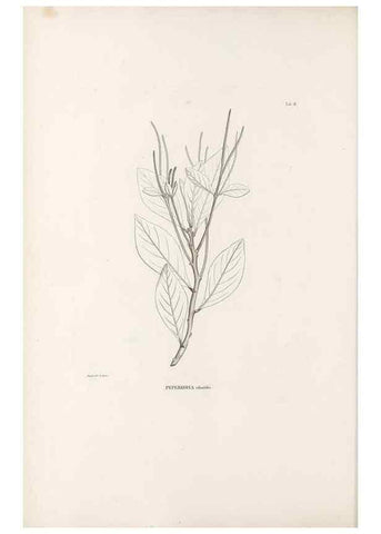 Reproducción/Reproduction 49521560327: Nova genera et species plantarum :. Antverpiae :Ex officina Christophori Plantini ...,1576.. 