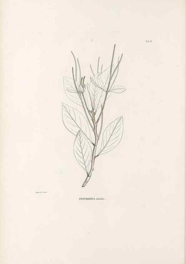 Reproducción/Reproduction 49521560327: Nova genera et species plantarum :. Antverpiae :Ex officina Christophori Plantini ...,1576.. 