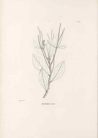Reproducción/Reproduction 49521560327: Nova genera et species plantarum :. Antverpiae :Ex officina Christophori Plantini ...,1576.. 