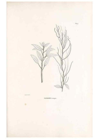 Reproducción/Reproduction 49521349091: Nova genera et species plantarum :. Antverpiae :Ex officina Christophori Plantini ...,1576.. 