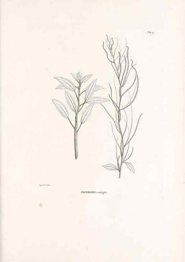 Reproducción/Reproduction 49521349091: Nova genera et species plantarum :. Antverpiae :Ex officina Christophori Plantini ...,1576.. 