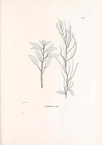 Reproducción/Reproduction 49521349091: Nova genera et species plantarum :. Antverpiae :Ex officina Christophori Plantini ...,1576.. 