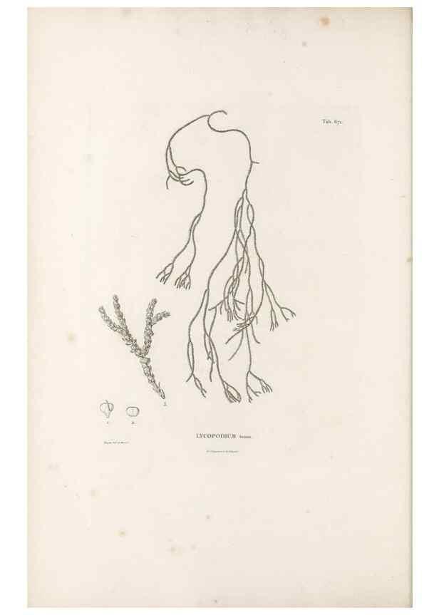 Reproducción/Reproduction 49521558382: Nova genera et species plantarum :. Antverpiae :Ex officina Christophori Plantini ...,1576.. 