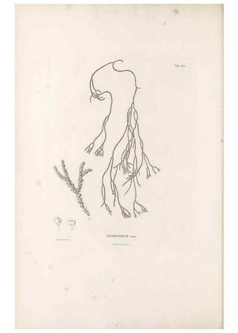 Reproducción/Reproduction 49521558382: Nova genera et species plantarum :. Antverpiae :Ex officina Christophori Plantini ...,1576.. 