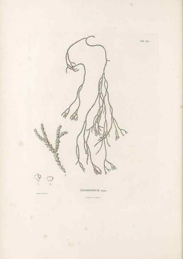 Reproducción/Reproduction 49521558382: Nova genera et species plantarum :. Antverpiae :Ex officina Christophori Plantini ...,1576.. 