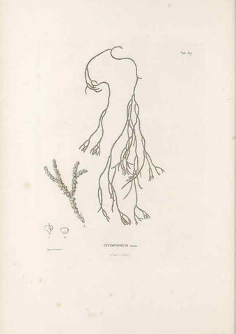 Reproducción/Reproduction 49521558382: Nova genera et species plantarum :. Antverpiae :Ex officina Christophori Plantini ...,1576.. 