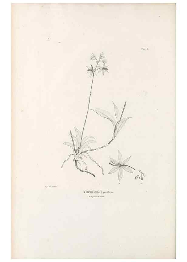 Reproducción/Reproduction 49521381616: Nova genera et species plantarum :. Antverpiae :Ex officina Christophori Plantini ...,1576.. 