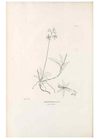 Reproducción/Reproduction 49521381616: Nova genera et species plantarum :. Antverpiae :Ex officina Christophori Plantini ...,1576.. 