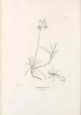 Reproducción/Reproduction 49521381616: Nova genera et species plantarum :. Antverpiae :Ex officina Christophori Plantini ...,1576.. 