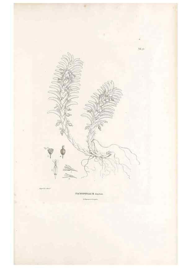 Reproducción/Reproduction 49521381966: Nova genera et species plantarum :. Antverpiae :Ex officina Christophori Plantini ...,1576.. 