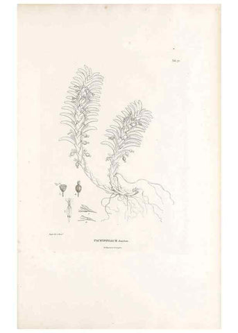 Reproducción/Reproduction 49521381966: Nova genera et species plantarum :. Antverpiae :Ex officina Christophori Plantini ...,1576.. 