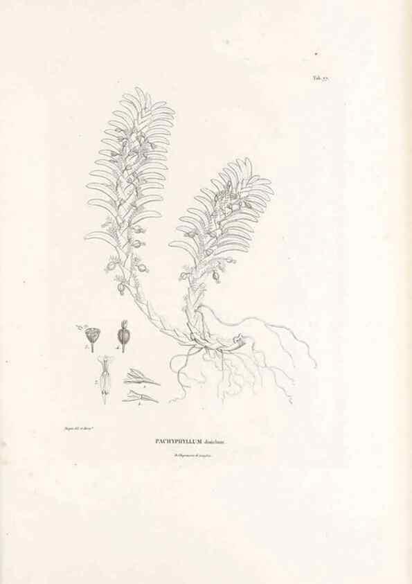 Reproducción/Reproduction 49521381966: Nova genera et species plantarum :. Antverpiae :Ex officina Christophori Plantini ...,1576.. 