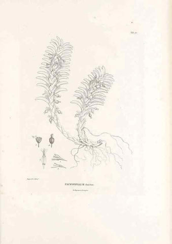 Reproducción/Reproduction 49521381966: Nova genera et species plantarum :. Antverpiae :Ex officina Christophori Plantini ...,1576.. 