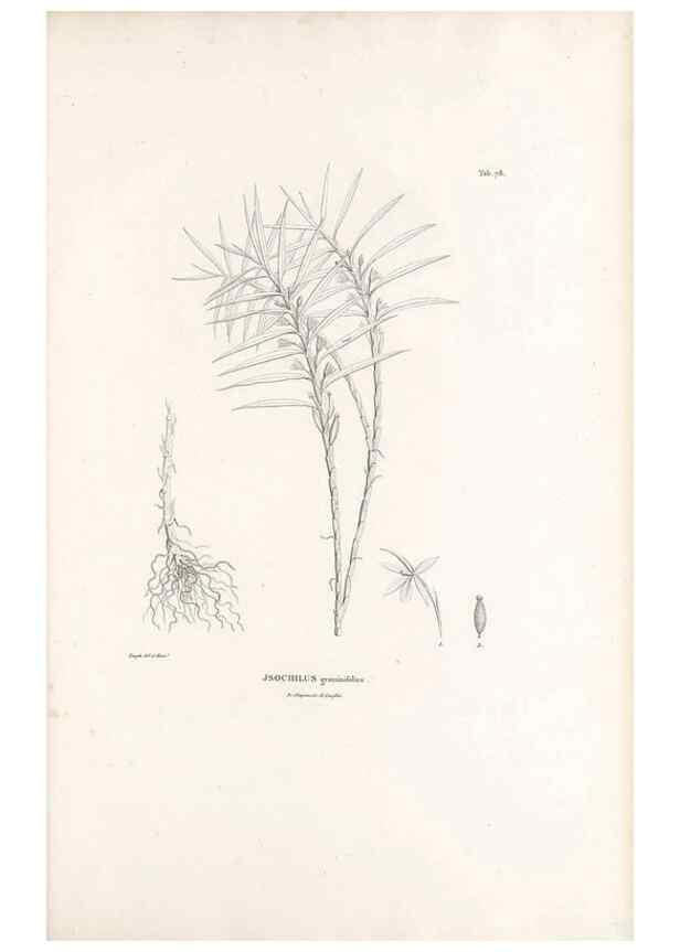 Reproducción/Reproduction 49521382461: Nova genera et species plantarum :. Antverpiae :Ex officina Christophori Plantini ...,1576.. 