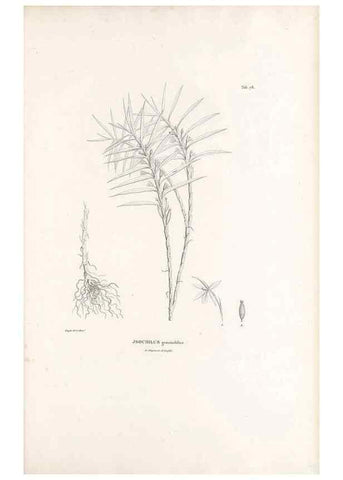 Reproducción/Reproduction 49521382461: Nova genera et species plantarum :. Antverpiae :Ex officina Christophori Plantini ...,1576.. 
