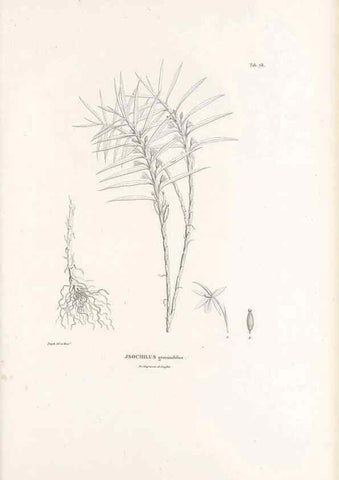 Reproducción/Reproduction 49521382461: Nova genera et species plantarum :. Antverpiae :Ex officina Christophori Plantini ...,1576.. 