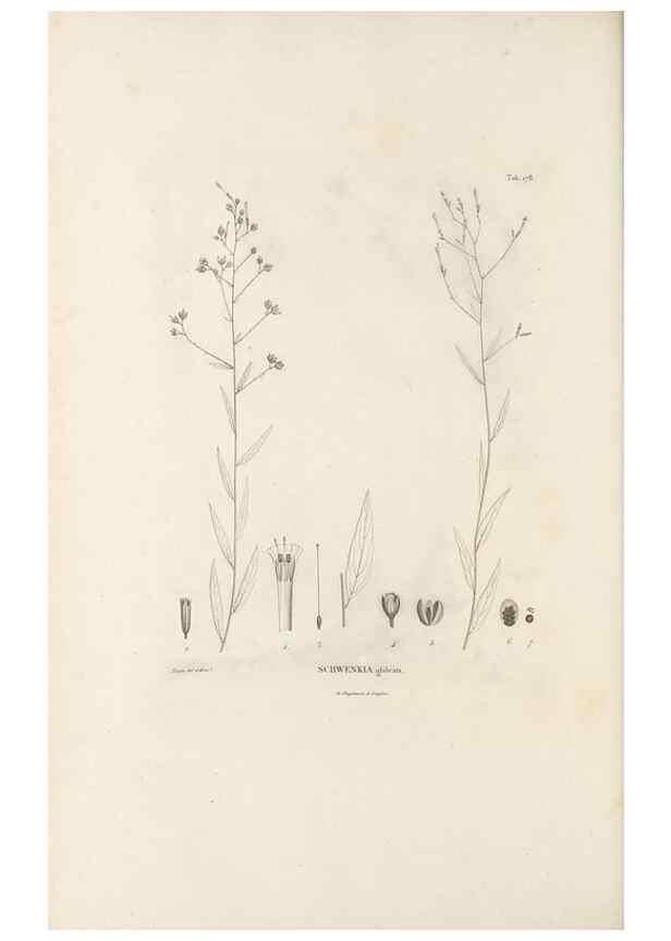 Reproducción/Reproduction 49521690872: Nova genera et species plantarum :. Antverpiae :Ex officina Christophori Plantini ...,1576.. 