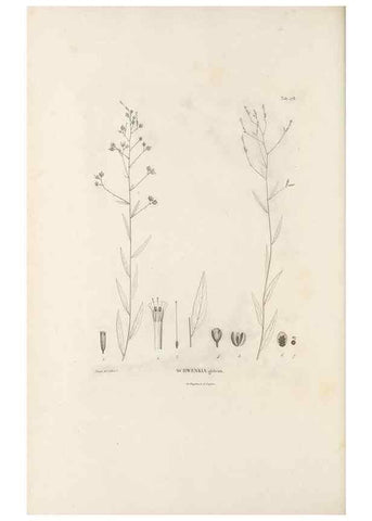 Reproducción/Reproduction 49521690872: Nova genera et species plantarum :. Antverpiae :Ex officina Christophori Plantini ...,1576.. 