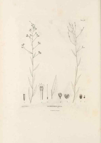 Reproducción/Reproduction 49521690872: Nova genera et species plantarum :. Antverpiae :Ex officina Christophori Plantini ...,1576.. 