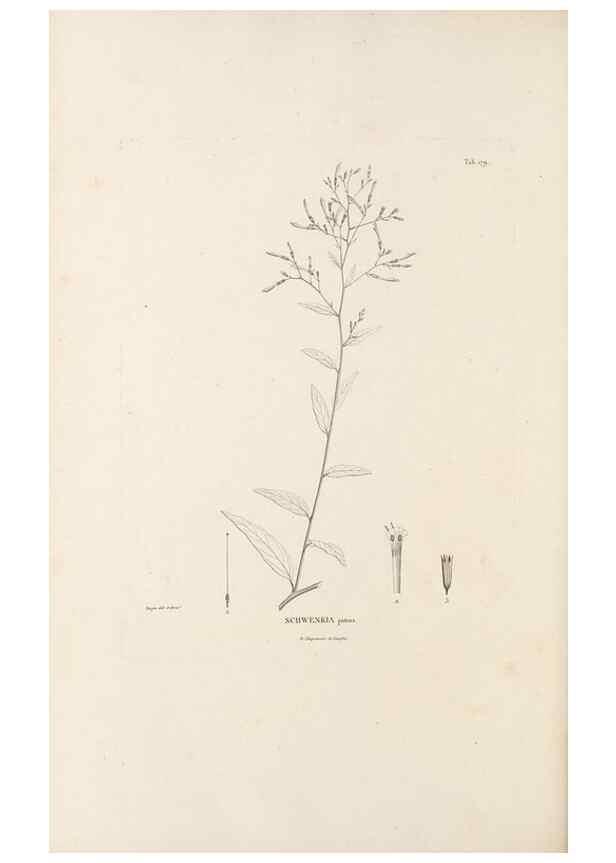 Reproducción/Reproduction 49521480516: Nova genera et species plantarum :. Antverpiae :Ex officina Christophori Plantini ...,1576.. 
