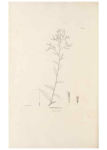 Reproducción/Reproduction 49521480516: Nova genera et species plantarum :. Antverpiae :Ex officina Christophori Plantini ...,1576.. 