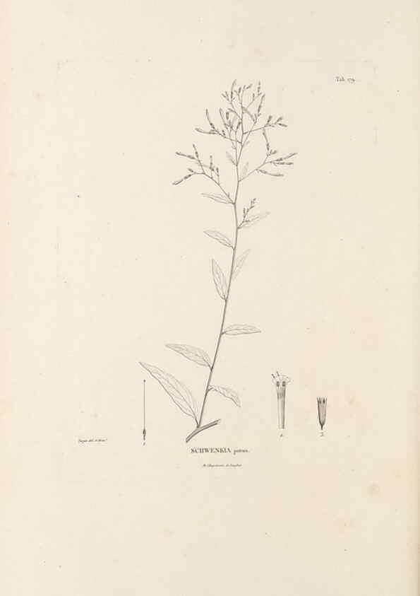 Reproducción/Reproduction 49521480516: Nova genera et species plantarum :. Antverpiae :Ex officina Christophori Plantini ...,1576.. 