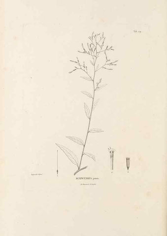 Reproducción/Reproduction 49521480516: Nova genera et species plantarum :. Antverpiae :Ex officina Christophori Plantini ...,1576.. 