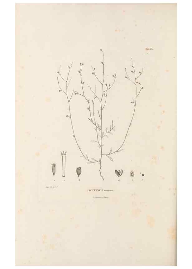 Reproducción/Reproduction 49521480821: Nova genera et species plantarum :. Antverpiae :Ex officina Christophori Plantini ...,1576.. 