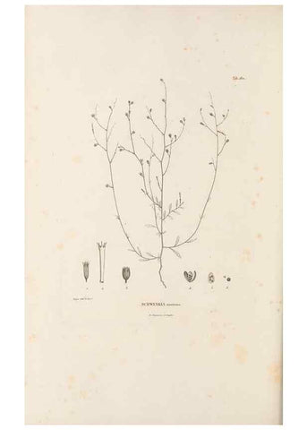 Reproducción/Reproduction 49521480821: Nova genera et species plantarum :. Antverpiae :Ex officina Christophori Plantini ...,1576.. 
