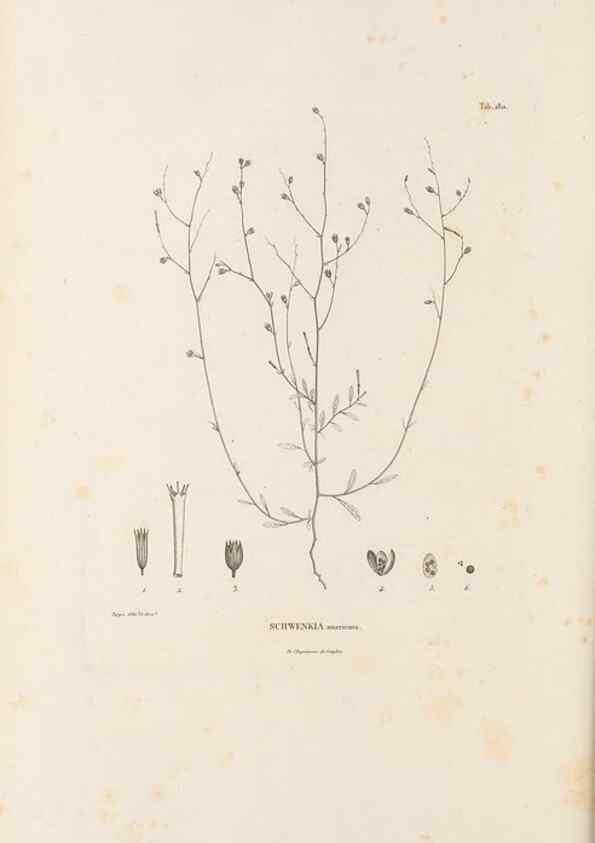 Reproducción/Reproduction 49521480821: Nova genera et species plantarum :. Antverpiae :Ex officina Christophori Plantini ...,1576.. 